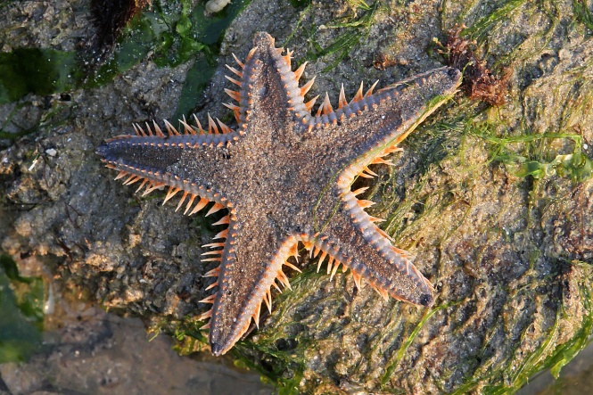 (Starfish with orange spikes)