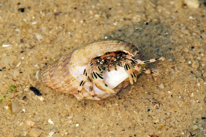 (Another tiny hermit crab but in water)