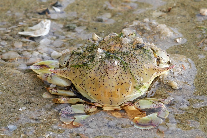 (Moon crab)