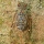 Creature of the Month - Cicada (Heuchys fusca)