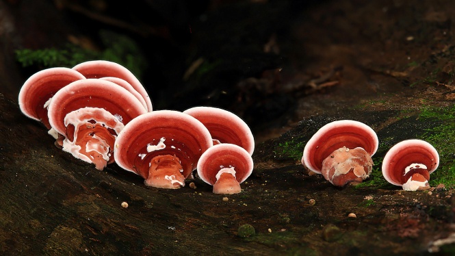 (Bracket Fungi, Bukit Timah Nature Reserve)