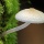Singapore Wild Mushrooms