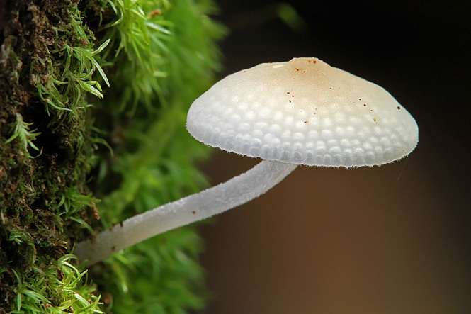 (A typical mushroom)
